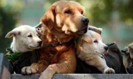 狗子黑料爆料视频大全最新,最新爆料视频大全深度解析