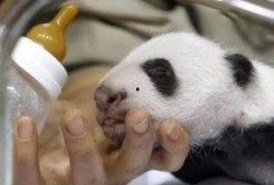 熊猫娱乐爆料,揭秘娱乐圈幕后故事