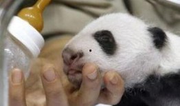 熊猫娱乐爆料,揭秘娱乐圈幕后故事