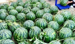 世界同台吃瓜网红素颜,世界同台吃瓜，真实魅力谁与争锋？