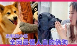 狗子黑料爆料视频大全最新,最新爆料视频大全深度解析