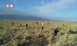 中宁最新爆料视频,惊人内幕曝光！