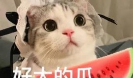 娱乐吃瓜小猫咪小说,小猫咪的娱乐圈冒险之旅