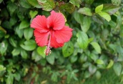 直播爆料扶桑花的视频大全,扶桑花视频大全，尽览花卉之美