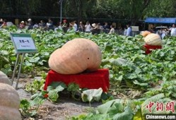 长春百花园爆料案件最新,揭秘背后惊人真相